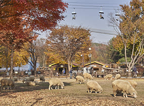 ソウル大公園