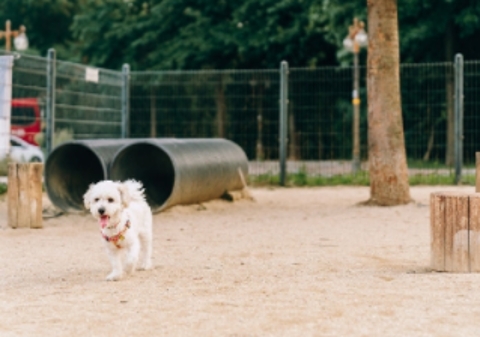 ワールドカップ公園ドッグラン